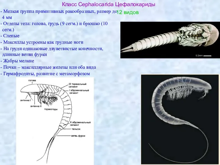 Класс Cephalocarida Цефалокариды Мелкая группа примитивных ракообразных, размер до 4