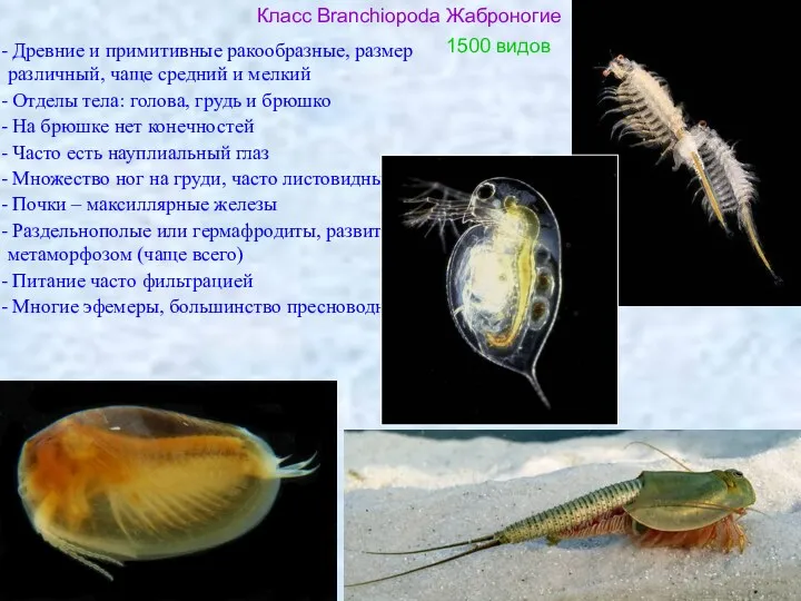 Класс Branchiopoda Жаброногие Древние и примитивные ракообразные, размер различный, чаще