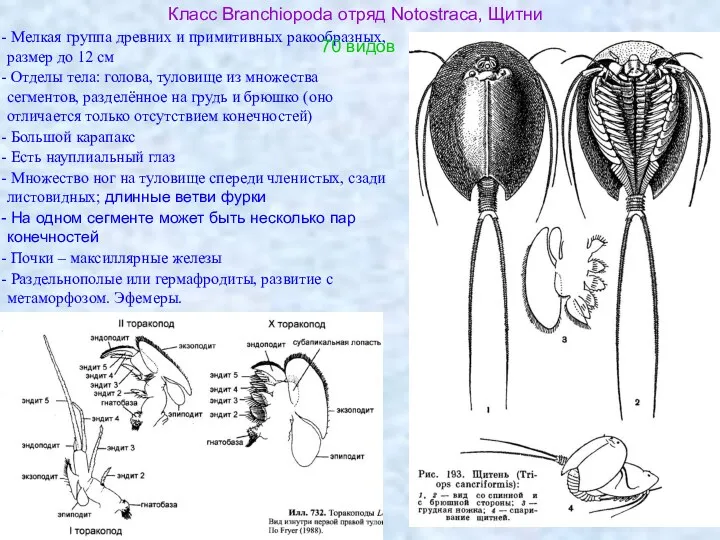 Класс Branchiopoda отряд Notostraca, Щитни Мелкая группа древних и примитивных