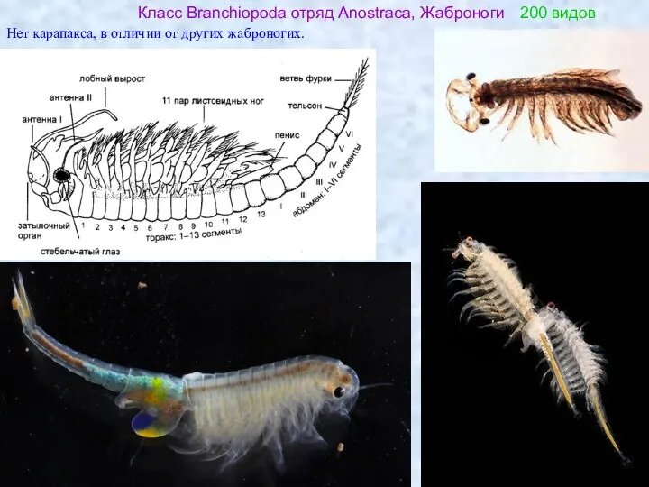 Класс Branchiopoda отряд Anostraca, Жаброноги 200 видов Нет карапакса, в отличии от других жаброногих.