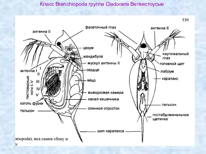 Класс Branchiopoda группа Cladocera Ветвистоусые