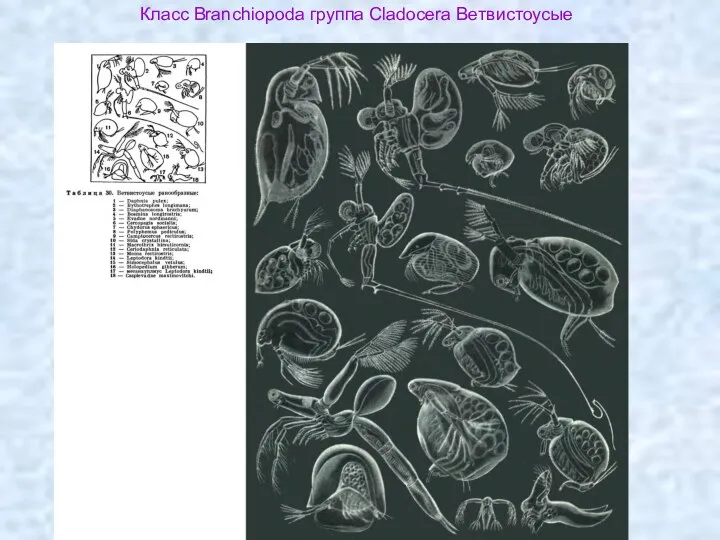 Класс Branchiopoda группа Cladocera Ветвистоусые