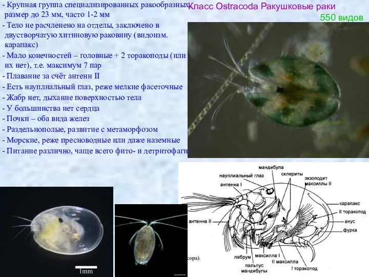 Класс Ostracoda Ракушковые раки Крупная группа специализированных ракообразных, размер до