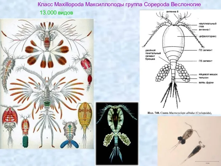 Класс Maxillopoda Максиллоподы группа Copepoda Веслоногие 13.000 видов