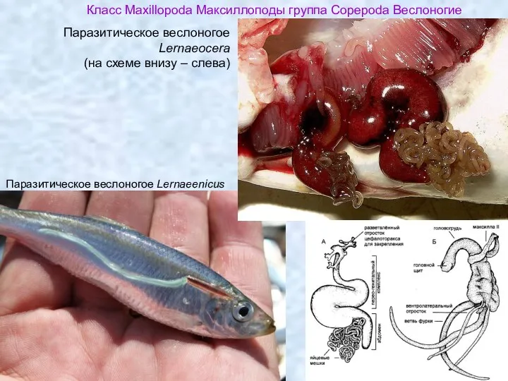 Класс Maxillopoda Максиллоподы группа Copepoda Веслоногие Паразитическое веслоногое Lernaeenicus Паразитическое