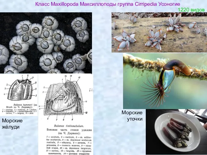 Класс Maxillopoda Максиллоподы группа Cirripedia Усоногие Морские уточки Морские жёлуди 1220 видов