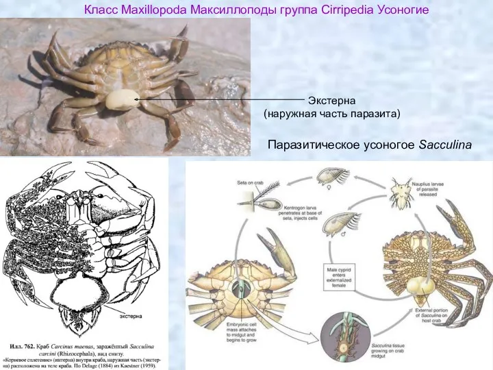 Класс Maxillopoda Максиллоподы группа Cirripedia Усоногие Паразитическое усоногое Sacculina Экстерна (наружная часть паразита)