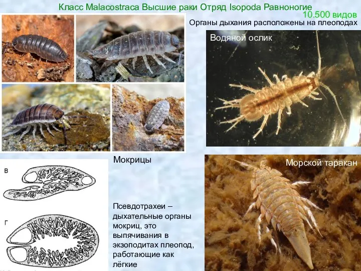Класс Malacostraca Высшие раки Отряд Isopoda Равноногие Морской таракан Водяной
