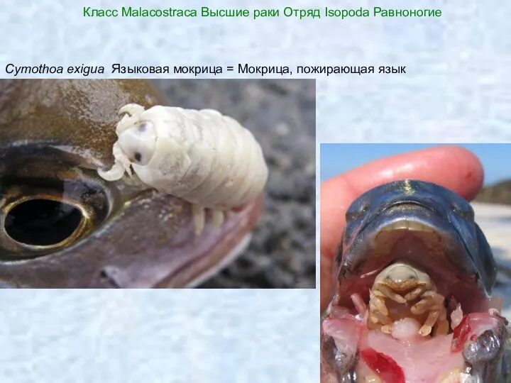 Класс Malacostraca Высшие раки Отряд Isopoda Равноногие Cymothoa exigua Языковая мокрица = Мокрица, пожирающая язык