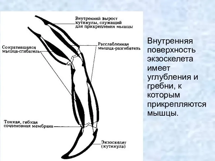 Внутренняя поверхность экзоскелета имеет углубления и гребни, к которым прикрепляются мышцы.