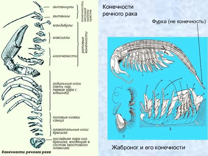 Конечности речного рака Жаброног и его конечности Фурка (не конечность)