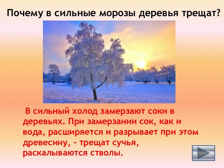 Почему в сильные морозы деревья трещат? В сильный холод замерзают