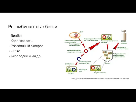 Рекомбинантные белки Диабет Карликовость Рассеянный склероз ОРВИ Бесплодие и мн.др. http://diabetschoolmakisheva.ru/teoriya-diabeta/proizvodstvo-insulina