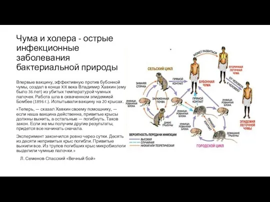 Чума и холера - острые инфекционные заболевания бактериальной природы Впервые