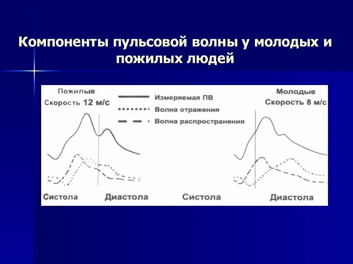 Компоненты пульсовой волны у молодых и пожилых людей