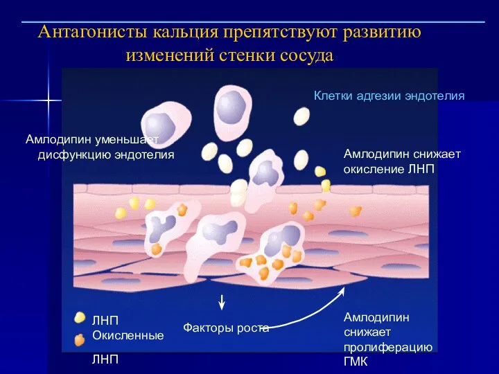 Антагонисты кальция препятствуют развитию изменений стенки сосуда ЛНП Окисленные ЛНП