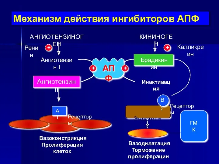 ГМК Механизм действия ингибиторов АПФ АНГИОТЕНЗИНОГЕН КИНИНОГЕН Ренин Ангиотензин I