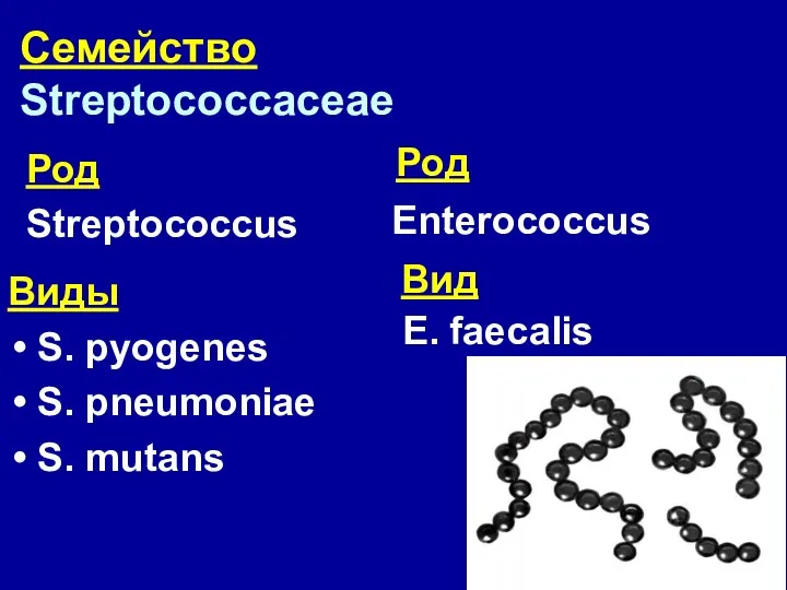 Семейство Streptococcaceae Род Streptococcus Виды S. pyogenes S. pneumoniae S. mutans Enterococcus E. faecalis Род Вид