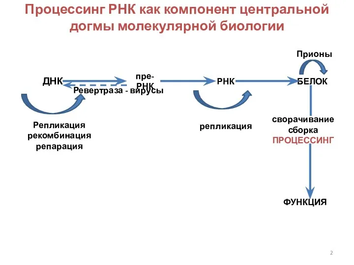 Процессинг РНК как компонент центральной догмы молекулярной биологии ДНК пре-РНК