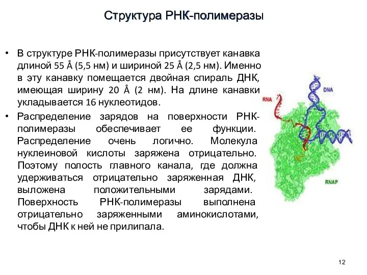 В структуре РНК-полимеразы присутствует канавка длиной 55 Å (5,5 нм)