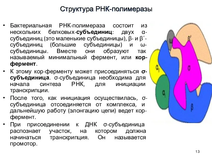 Бактериальная РНК-полимераза состоит из нескольких белковых-субъединиц: двух α-субъединиц (это маленькие