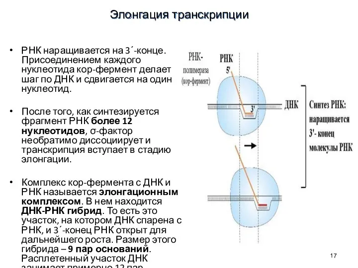 РНК наращивается на 3΄-конце. Присоединением каждого нуклеотида кор-фермент делает шаг