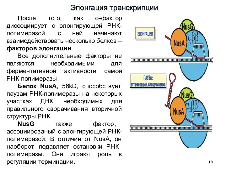 После того, как σ-фактор диссоциирует с элонгирующей РНК-полимеразой, с ней