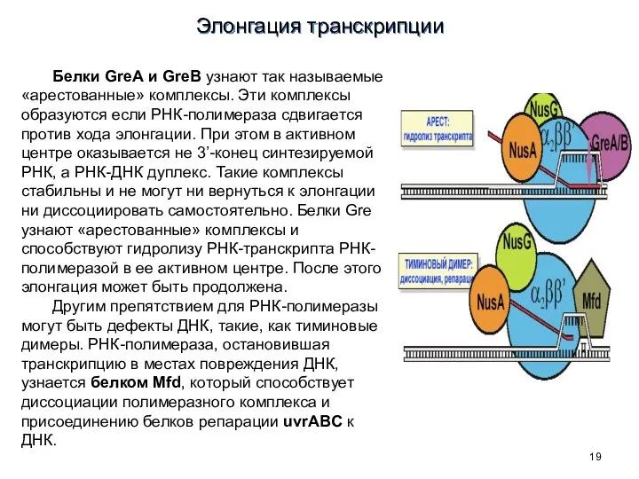 Белки GreA и GreB узнают так называемые «арестованные» комплексы. Эти