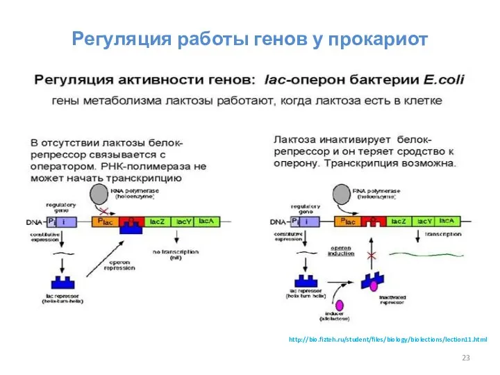 Регуляция работы генов у прокариот http://bio.fizteh.ru/student/files/biology/biolections/lection11.html