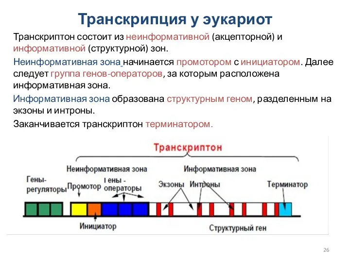 Транскрипция у эукариот Транскриптон состоит из неинформативной (акцепторной) и информативной