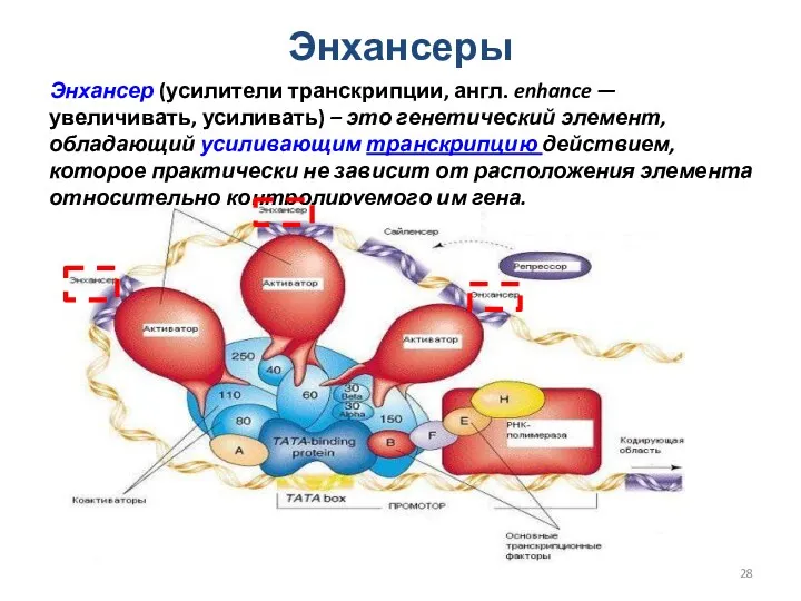 Энхансеры Энхансер (усилители транскрипции, англ. enhance — увеличивать, усиливать) –