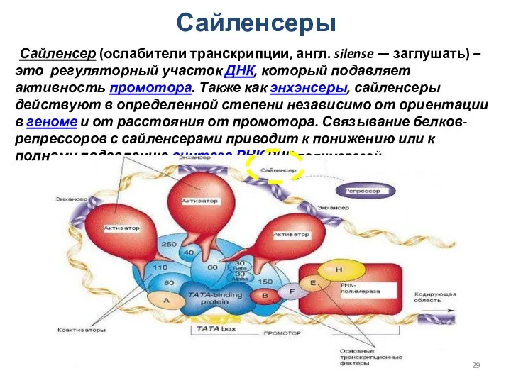 Сайленсеры Сайленсер (ослабители транскрипции, англ. silense — заглушать) – это