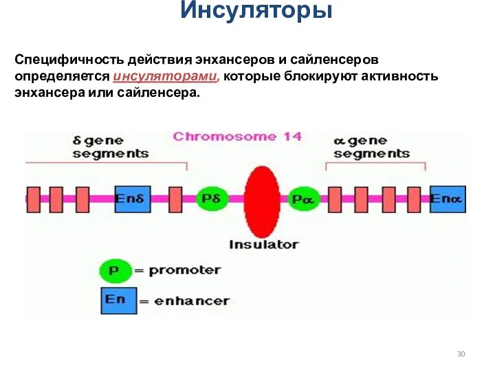 Инсуляторы Специфичность действия энхансеров и сайленсеров определяется инсуляторами, которые блокируют активность энхансера или сайленсера.