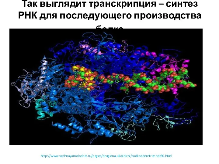 Так выглядит транскрипция – синтез РНК для последующего производства белка http://www.vechnayamolodost.ru/pages/drugienaukiozhizni/rodkoodnrntrimndr80.html