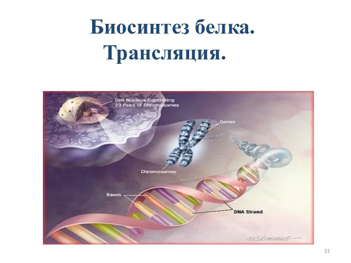 Биосинтез белка. Трансляция.