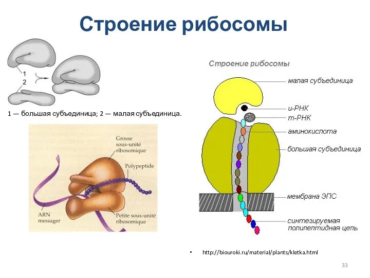 Строение рибосомы http://biouroki.ru/material/plants/kletka.html 1 — большая субъединица; 2 — малая субъединица.