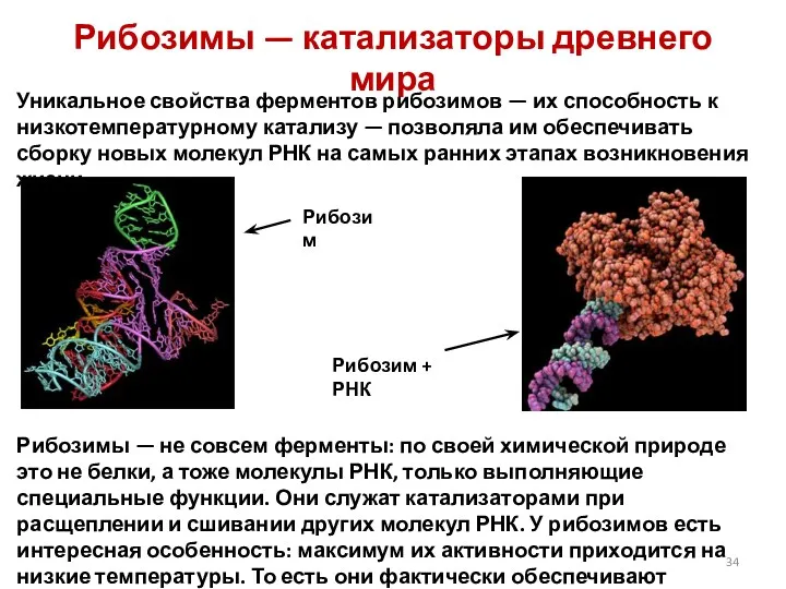 Рибозимы — катализаторы древнего мира Уникальное свойства ферментов рибозимов —