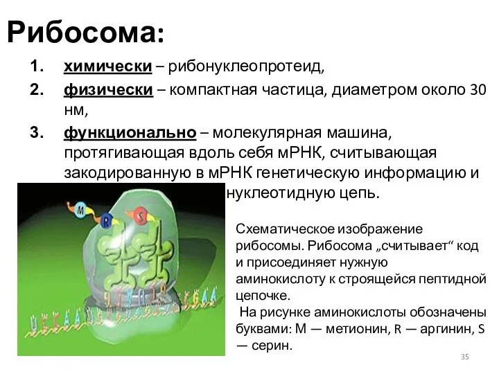 Рибосома: химически – рибонуклеопротеид, физически – компактная частица, диаметром около