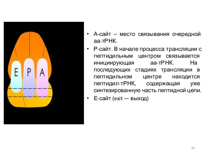 А-сайт – место связывания очередной аа-тРНК. Р-сайт. В начале процесса