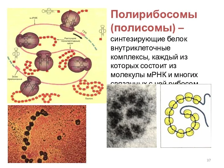 Полирибосомы (полисомы) – синтезирующие белок внутриклеточные комплексы, каждый из которых