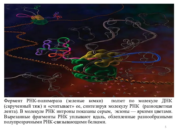 Фермент РНК-полимераза (зеленые комки) ползет по молекуле ДНК (скрученный тяж)