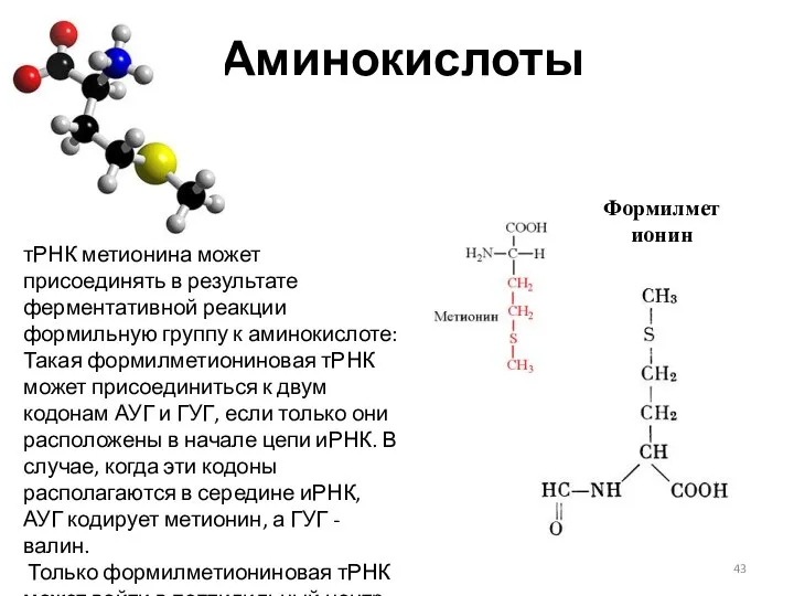 Аминокислоты тРНК метионина может присоединять в результате ферментативной реакции формильную