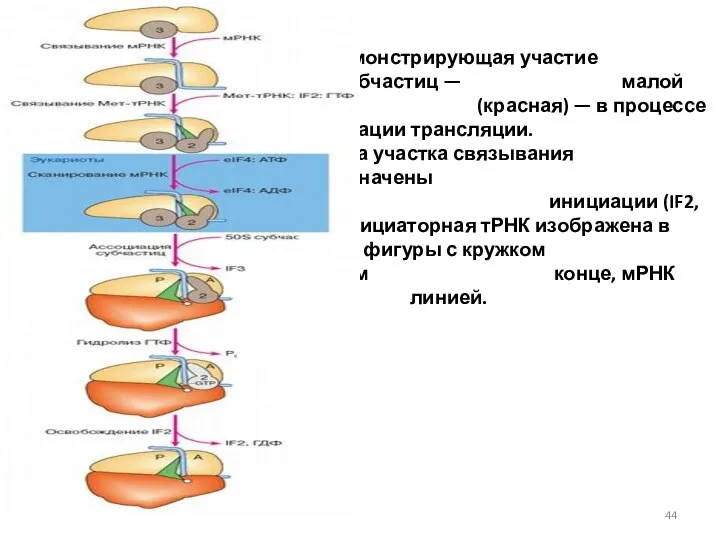 Схема демонстрирующая участие двух рибосомных субчастиц — малой (желтая) и