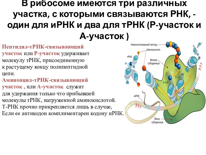 В рибосоме имеются три различных участка, с которыми связываются РНК,