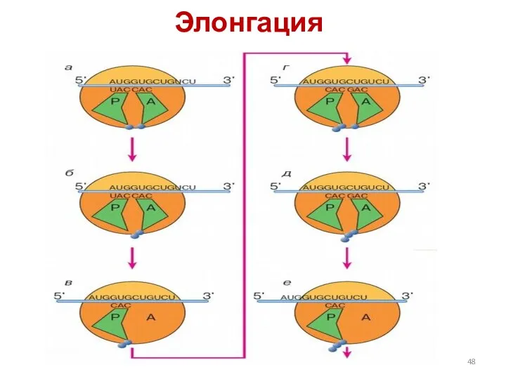 Элонгация