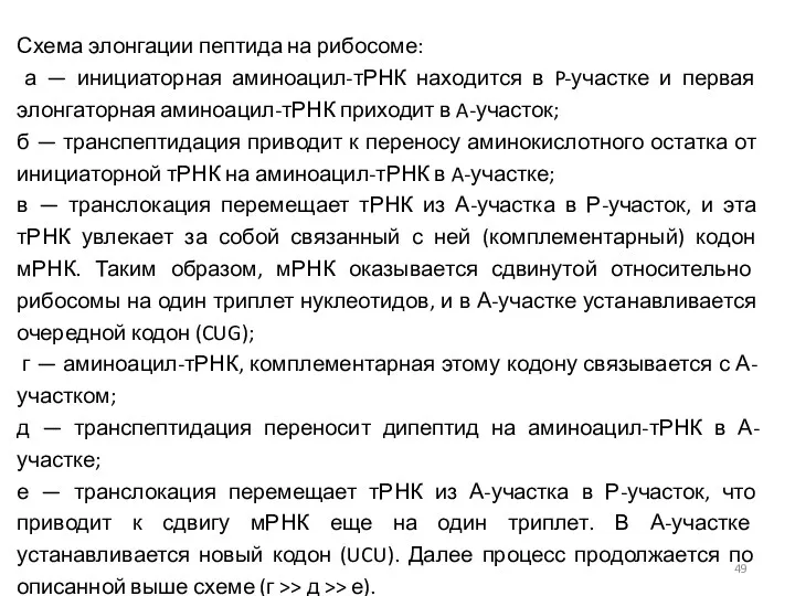 Схема элонгации пептида на рибосоме: а — инициаторная аминоацил-тРНК находится