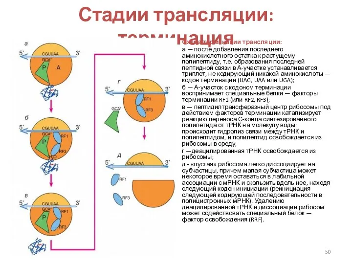 Стадии трансляции: терминация Схема терминации трансляции: а — после добавления