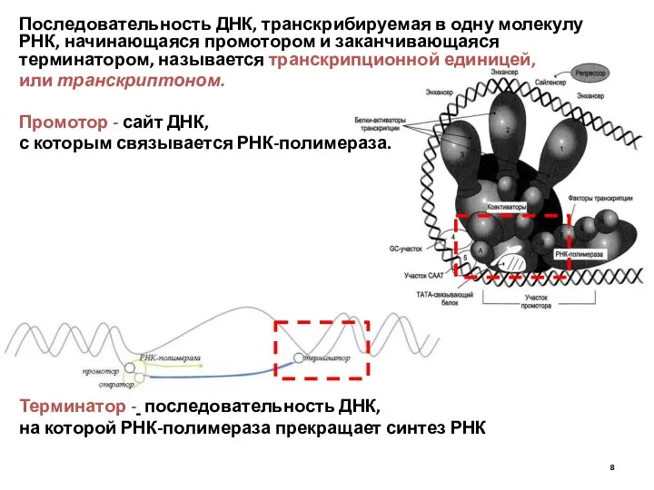 Последовательность ДНК, транскрибируемая в одну молекулу РНК, начинающаяся промотором и