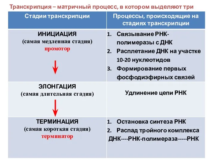 Транскрипция – матричный процесс, в котором выделяют три стадии