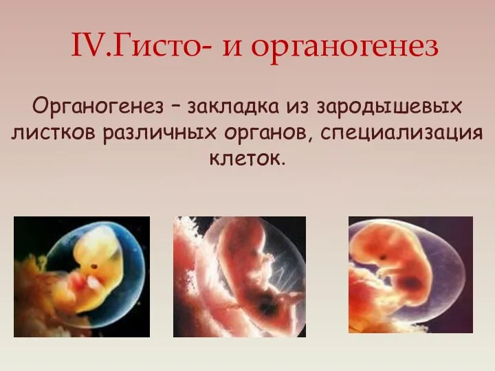 IV.Гисто- и органогенез Органогенез – закладка из зародышевых листков различных органов, специализация клеток.